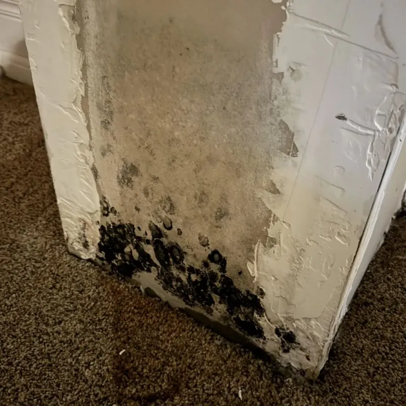 Professional Mold Removal in Saugus, MA